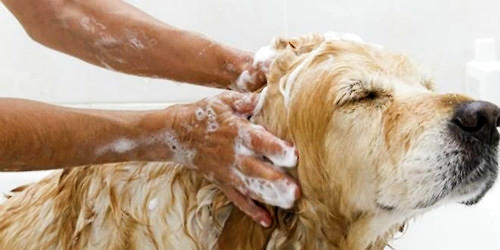 狗狗洗澡預防皮膚病
