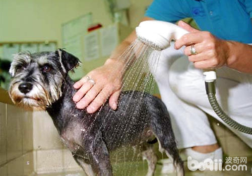 洗澡過於頻繁，被毛不吹干是目前導致狗狗皮膚病的主要原因