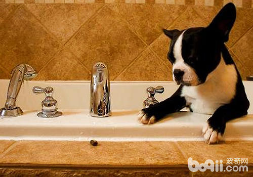 幫狗狗洗澡不能太勤快