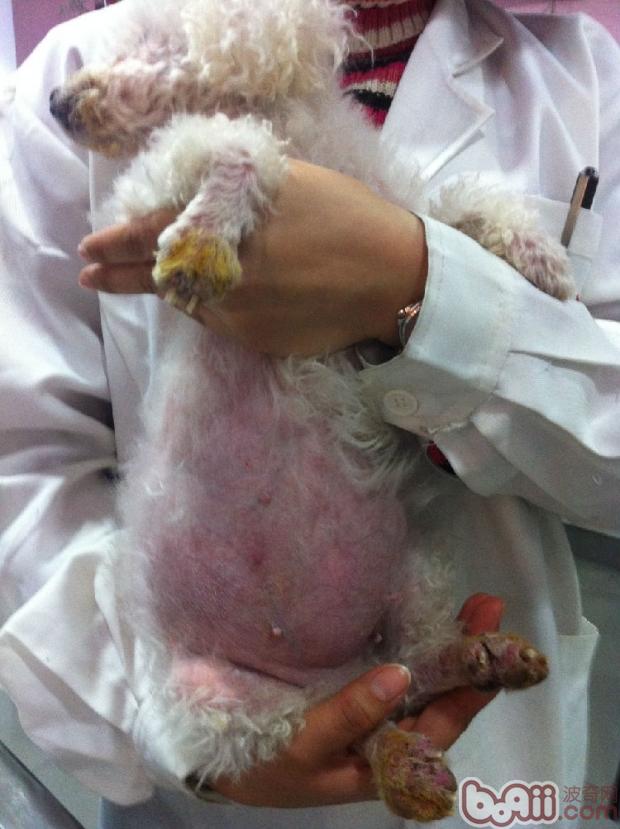 主人因為狗狗爪部的病變引起了重視，帶來醫院准備治療皮膚病。
