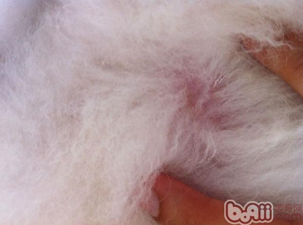圖中是一直瘙癢感一樣強烈的貴賓犬背部皮膚，撥開毛根是整片皮膚發紅，毛根潮濕。根據發病位置和病變的不同性質，圖中患犬更適合先進行一個真菌感染的檢查。