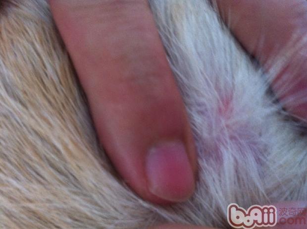 圖中是一只不停抓癢的拉布拉多犬後肢背側皮膚，撥開毛根我們會看見紅疹，且散發油脂味。根據發病位置和病變的不同性質，此時我們會建議圖中患犬的主人做一個刮片檢查，可以幫助鑒別診斷是否有螨蟲，哪種螨蟲。