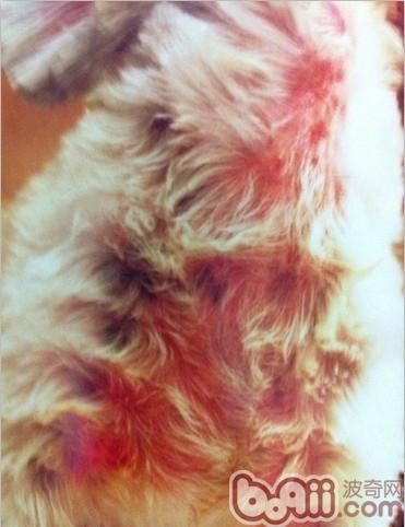 此犬頸部下大片皮膚潮紅，家中時有抓癢現象，刮片後確診為蠕形螨感染