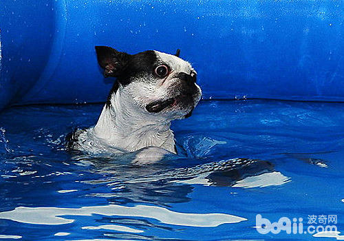 狗狗游泳