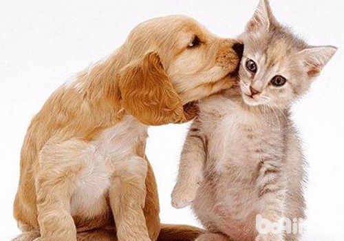 好的社交習慣能讓狗狗與其它動物友好相處