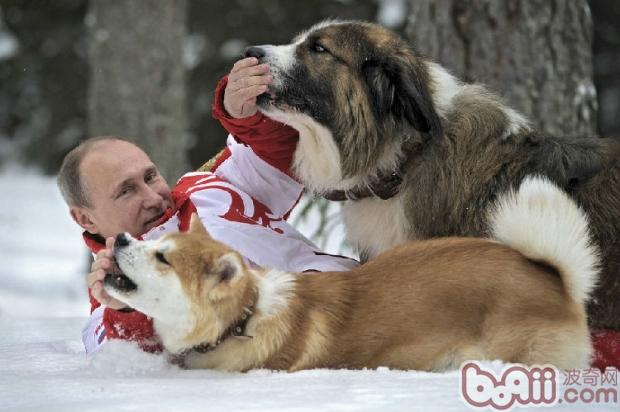 和愛犬玩耍，連總統普京也樂在其中。