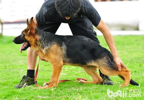 當狗狗不能自主完成動作時，需要一定的外力輔助