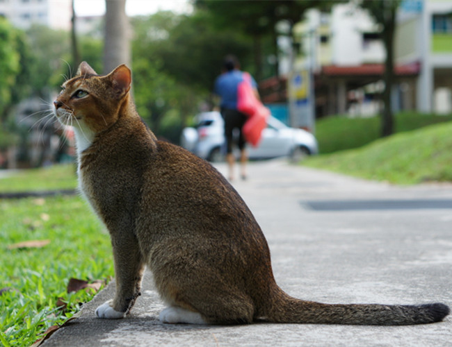 新加坡貓