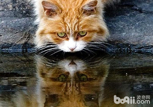 貓咪總喜歡和髒水？