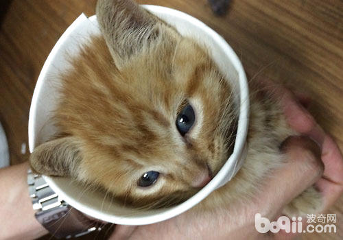 茶杯貓