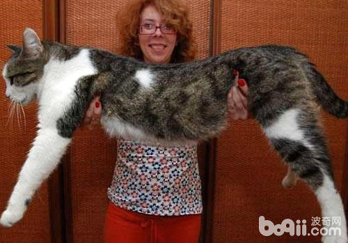 巨型貓咪