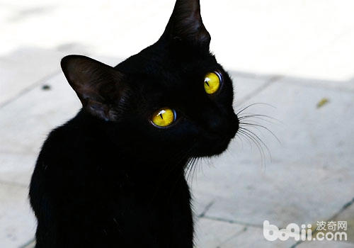 黑貓代表不詳？