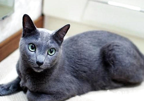 俄羅斯藍貓有一雙綠色的眼睛