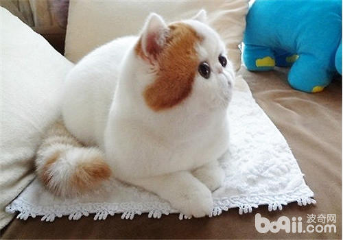 加菲貓紅小胖