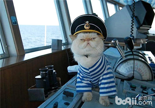 水手貓