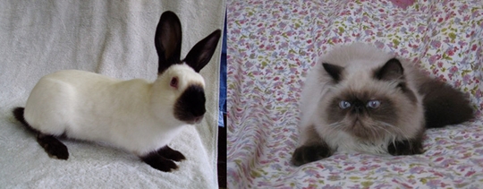 圖1：喜馬拉雅貓的得名來自於和喜馬拉雅兔相似的毛色分布