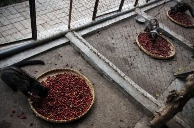 麝香貓吃咖啡果