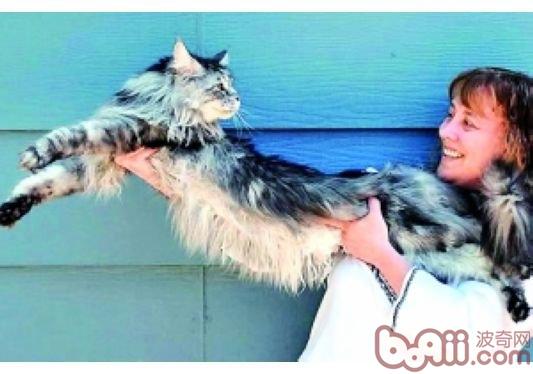 身體最長的貓
