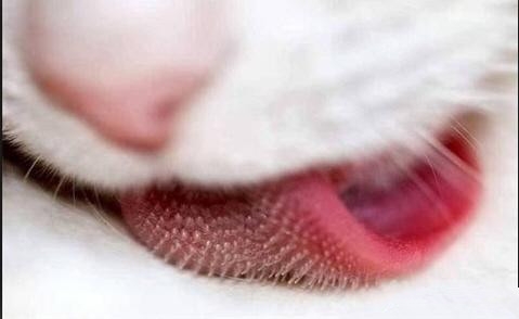 貓咪舌頭