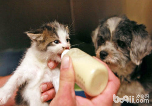幼貓需要喂奶來維持生命