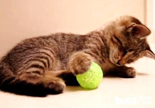 為什麼貓咪喜歡毛茸茸的球？