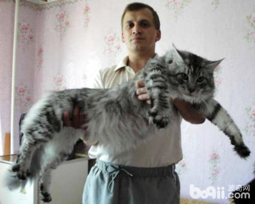 巨型緬因貓
