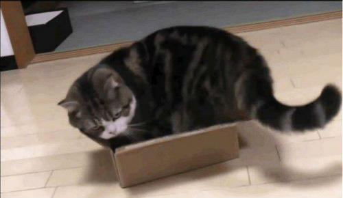 貓咪喜歡盒子