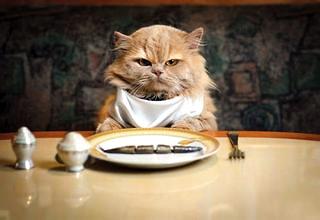 貓咪不吃飯