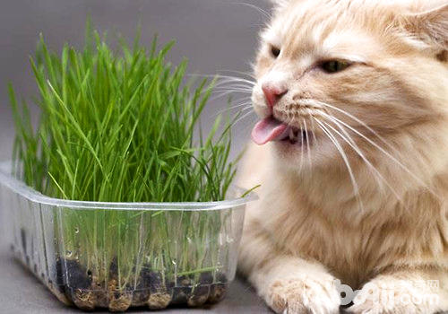 貓咪吃草