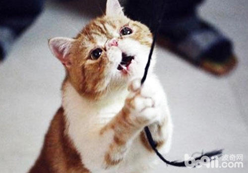 貓咪喜歡玩繩子