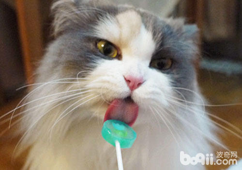 貓咪愛吃甜食嗎？