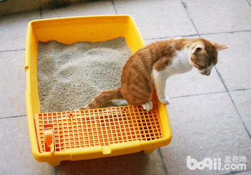貓砂使用