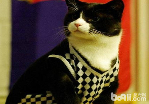給貓咪穿自己設計的衣服
