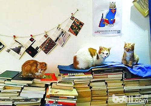 陝西小伙的貓咪圖書館