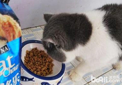 吃貓糧的貓咪