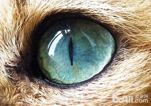 其實貓咪的視力並不好
