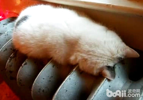 貓咪在暖氣片上睡覺