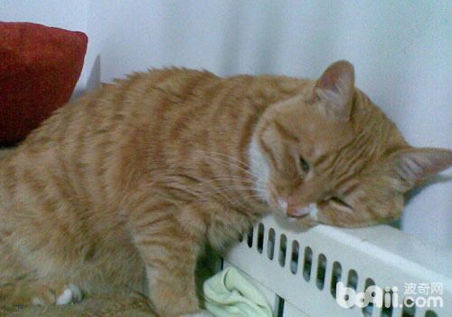 貓咪愛暖氣