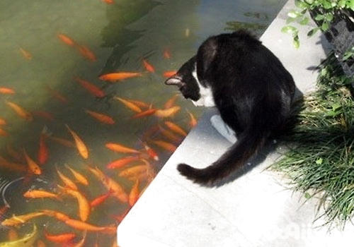 貓咪會用尾巴釣魚？
