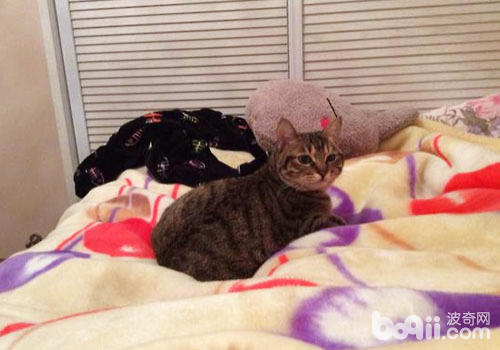 貓咪咪在床上撒尿怎麼辦