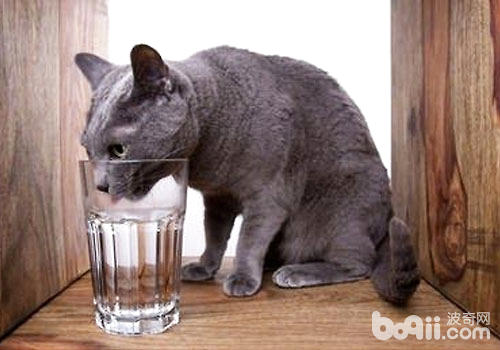 貓咪喝水