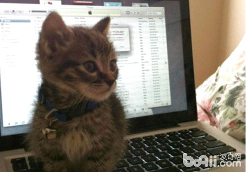 貓咪爬鍵盤