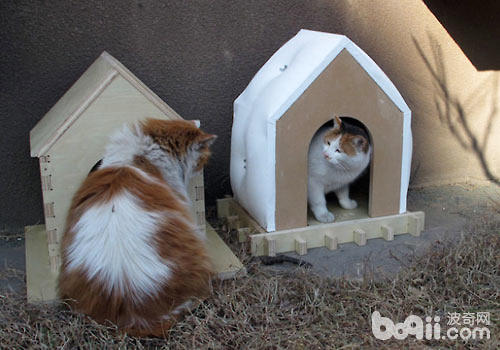 給貓咪設計房子