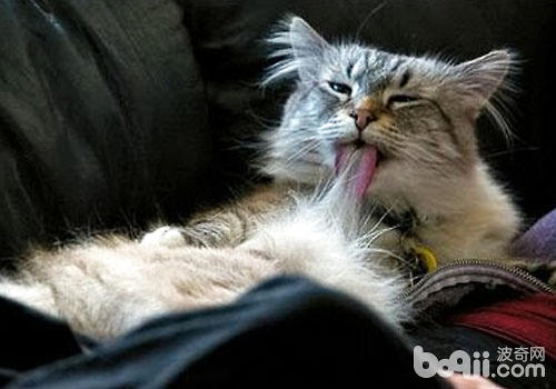 化毛膏能幫助貓咪排出毛球