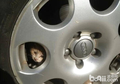 貓咪喜歡鑽車輪