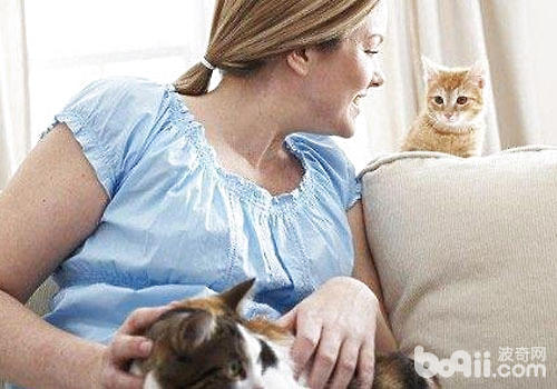 養貓咪能減壓？