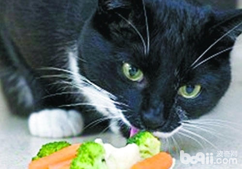 貓咪吃素會有什麼影響？