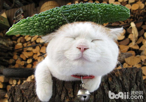 貓咪怕黃瓜嗎？