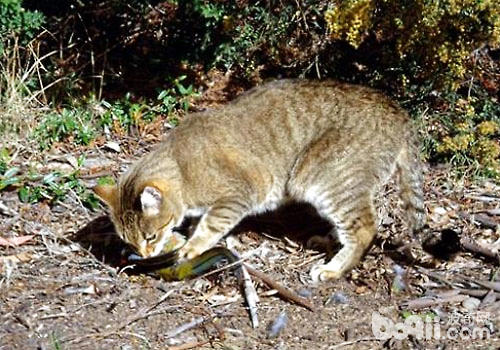 澳大利亞野貓大量繁殖，已嚴重影響生態