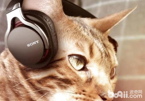 貓咪也喜歡聽音樂嗎？